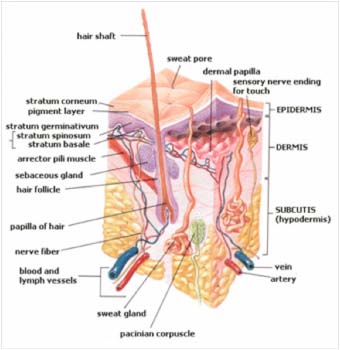 anatomy_skin